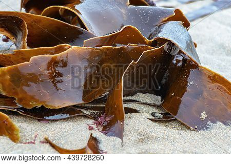 Shiny Wet Seaweed Leaves On A Sand. Close Up.