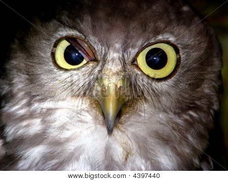 barking OWL