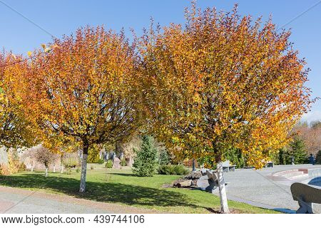 Decorative Paradise Apple Trees With Ripe Fruits And Bright Autumn Leaves In Park