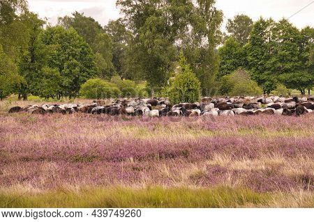 Heidschnucken In The Luneburg Heath Near Undeloh