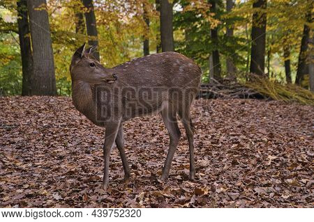Red Deer With Beautiful Antlers In The Forest
