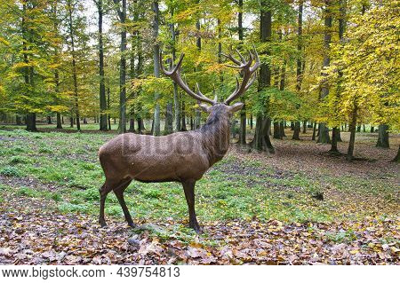 Red Deer With Beautiful Antlers In The Forest