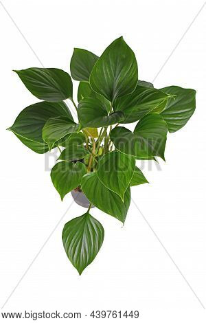 Tropical Houseplant With Botanic Name 'homalomena Rubescens Emerald Gem' On White Background