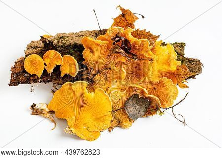 Phyllotopsis nidulans on the white background