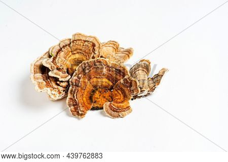 Trametes versicolor is a polypore mushroom, commonly known as turkey's tail. Isolated on white background. 
