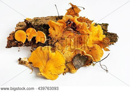Phyllotopsis nidulans on the white background