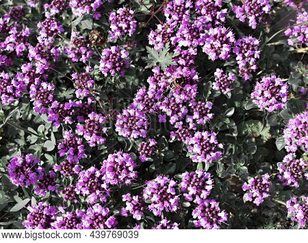 Natural Plant Background With Purple Flowers Of Thymus Serpyllum And Bee Breckland Wild Thyme Close 