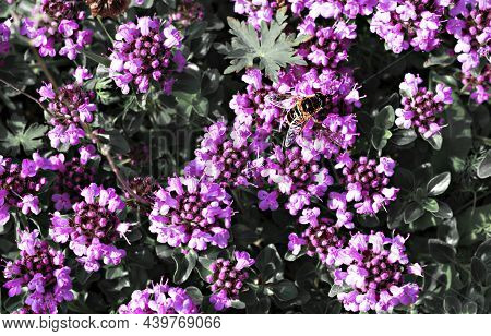 Natural Plant Background With Purple Flowers Of Thymus Serpyllum And Bee Collect Nectar Breckland Wi