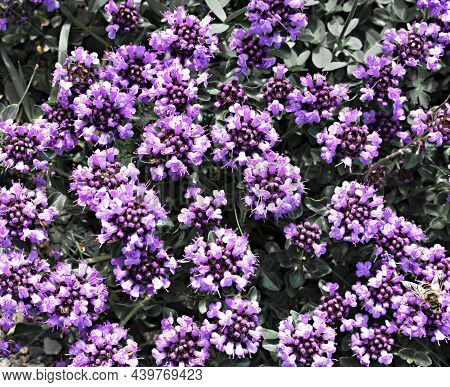 Natural Plant Background With Purple Flowers Of Thymus Serpyllum, Breckland Wild Thyme Close Up Bota