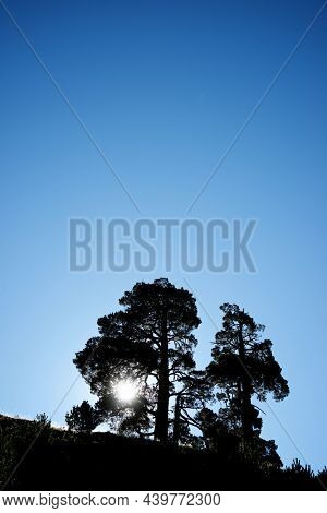 Tree in Anso Valley, Huesca Province in Aragon in Spain.