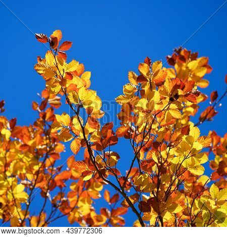 Autumn tree in Anso Valley, Huesca Province in Aragon in Spain.