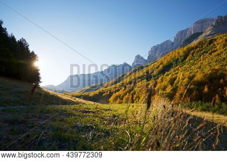 Forest in Anso Valley, Huesca Province in Aragon in Spain.