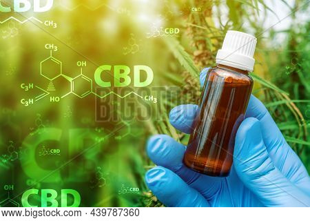 Scientist Holding Cannabidoil Bottle With Cbd Formula In Cultivated Marijuana Field, Close Up Of Han
