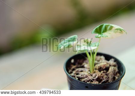 Closeup To Little Fresh Alocasia Macrorrhizos In Pot