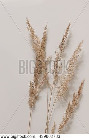 Close-up Of Beautiful Dry Grass Bouquet. Festuca Plant. Botanical Texture. Beige Wall Background. Fl