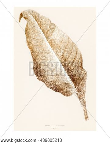 Golden Canna leaf vintage illustration wall art print and poster. Remix from original artwork