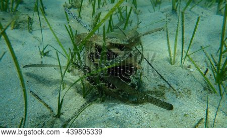 Violet Sea Urchin (sphaerechinus Granularis) Undersea, Aegean Sea, Greece, Halkidiki