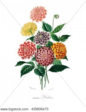 Vintage Dahlia wall art print and poster, remix from the original artwork.