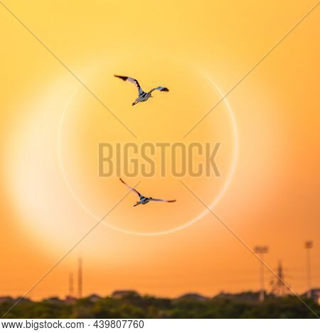 Two Water Birds Pied Avocet, Lat. Recurvirostra Avosetta, Flies Over The Lake. The Pied Avocet Is A 