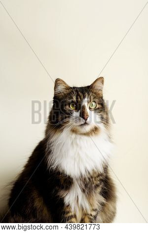 Adorable Domestic Cat On The Beige Background.