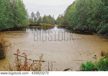 Dark Swamp Wetlands With Grey Greens Water. Autumn Time. Yelnya National Landscape Reserve Trail Ove