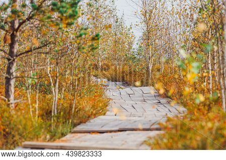 Wooden Eco Path Walkway Through Wetlands. Autumn Time. Yelnya National Landscape Reserve Trail Over 