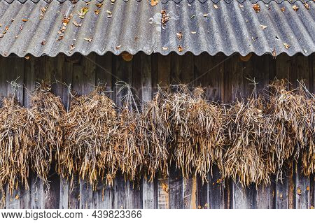 Harvested Ripe Pods Of Kidney Bean Under The Roof. Pile Of Dry Raw Pods Of Haricot Plant Phaseolus V