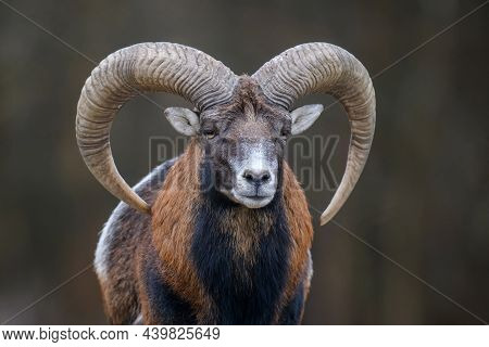 Big Mouflon Animal. Ovis Gmelini, Forest Horned Animal In Nature Habitat