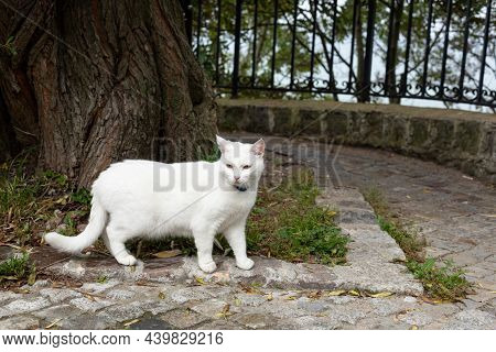 Portrait Of A White Domestic Cat On The Street. Animal Life In An Urban Environment, The Need For Sh