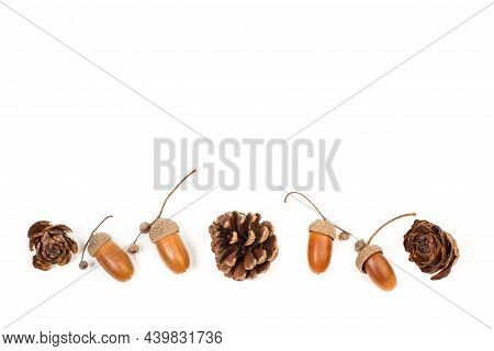 Acorns And Pine Cones Isiolated On A White Background Whith Copy Space