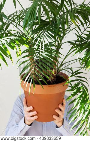 A Man Holds In Front Of Him An Indoor Flower Chamaedorea, The Plant Covers His Face, Human Depersona