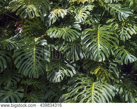 Close-up Photography Of The Peculiar Leaves Of The Swiss Cheese Plant, Captured In A Garden In The T