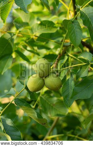 Walnuts Ripen On A Branch On A Sunny Summer Day.growing Nuts.