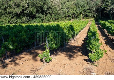 Wine Making In  Department Var In  Provence-alpes-cote D'azur Region Of Southeastern France, Vineyar