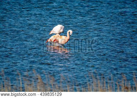 Colony Of Pink Flamingos Wintering In Grevelingen Salt Lake Near Battenoord Village In Zeeland, Neth