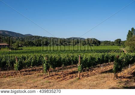 Wine Making In  Department Var In  Provence-alpes-cote D'azur Region Of Southeastern France, Vineyar