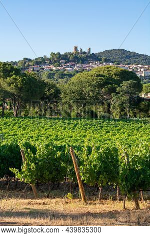 Wine Making In  Department Var In  Provence-alpes-cote D'azur Region Of Southeastern France, Vineyar