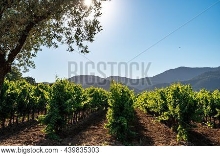Wine Making In  Department Var In  Provence-alpes-cote D'azur Region Of Southeastern France, Vineyar