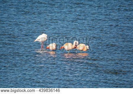 Colony Of Pink Flamingos Wintering In Grevelingen Salt Lake Near Battenoord Village In Zeeland, Neth