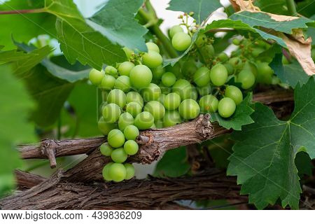 Bunch Of Green Unripe Table Grapes Hanging On Grape Plant In Vineyard
