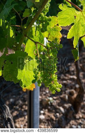 Wine Making In  Department Var In  Provence-alpes-cote D'azur Region Of Southeastern France, Vineyar