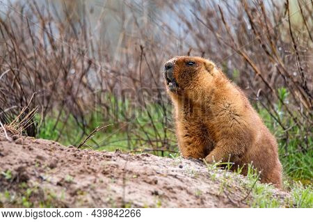 Bobak Marmot Or Marmota Bobak In Steppe