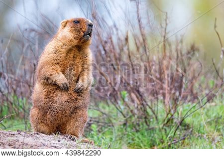 Bobak Marmot Or Marmota Bobak In Steppe