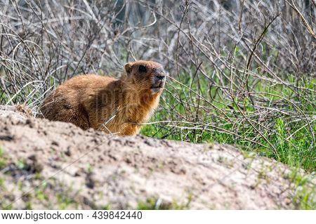 Bobak Marmot Or Marmota Bobak In Steppe