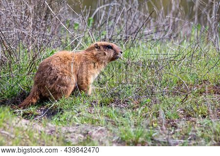 Bobak Marmot Or Marmota Bobak In Steppe