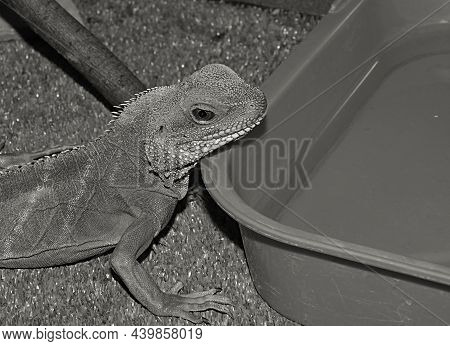 Water Agama, Or Eastern Water Lizard (latin Physignathus Cocincinus)
