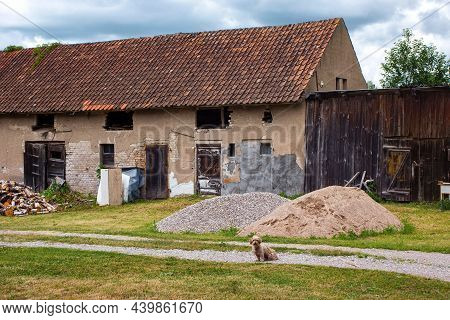 Small Domestic Dog Near The Old Shabby Buildings In The Village