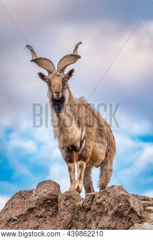 Markhor, Capra Falconeri, Wild Goat Native To Central Asia, Karakoram And The Himalayas Standing On