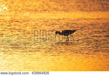 Water Bird Pied Avocet, Recurvirostra Avosetta, Standing In The Water In Orange Sunset Light. The Pi
