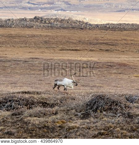 Single male stag reindeer, rangifer tarandus, on the Tundra of Iceland. North East Highlands.